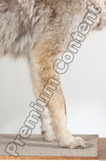 Wolf leg photo reference 0011